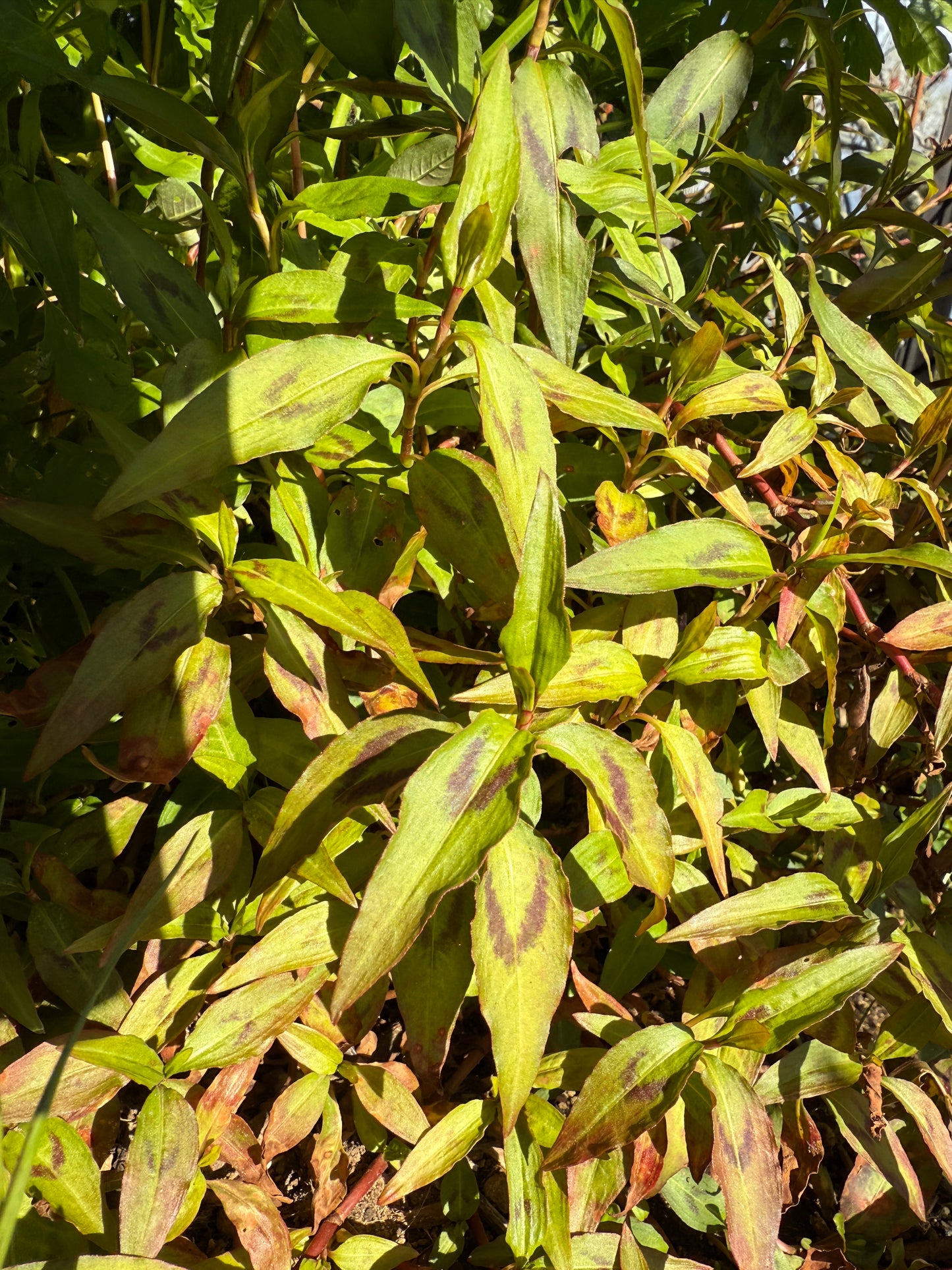 Vietnamese Mint