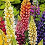 Lupin Hartwegei