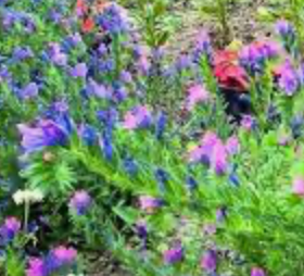 Echium Blue Bedder