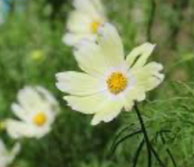 Cosmos Kiiro