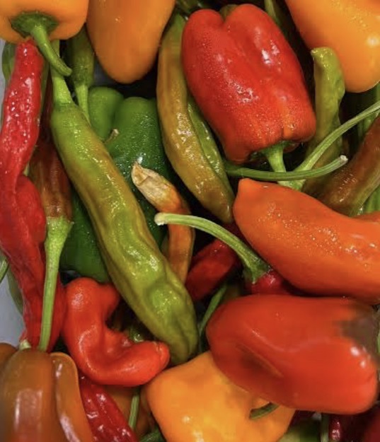 Capsicums & Chillies