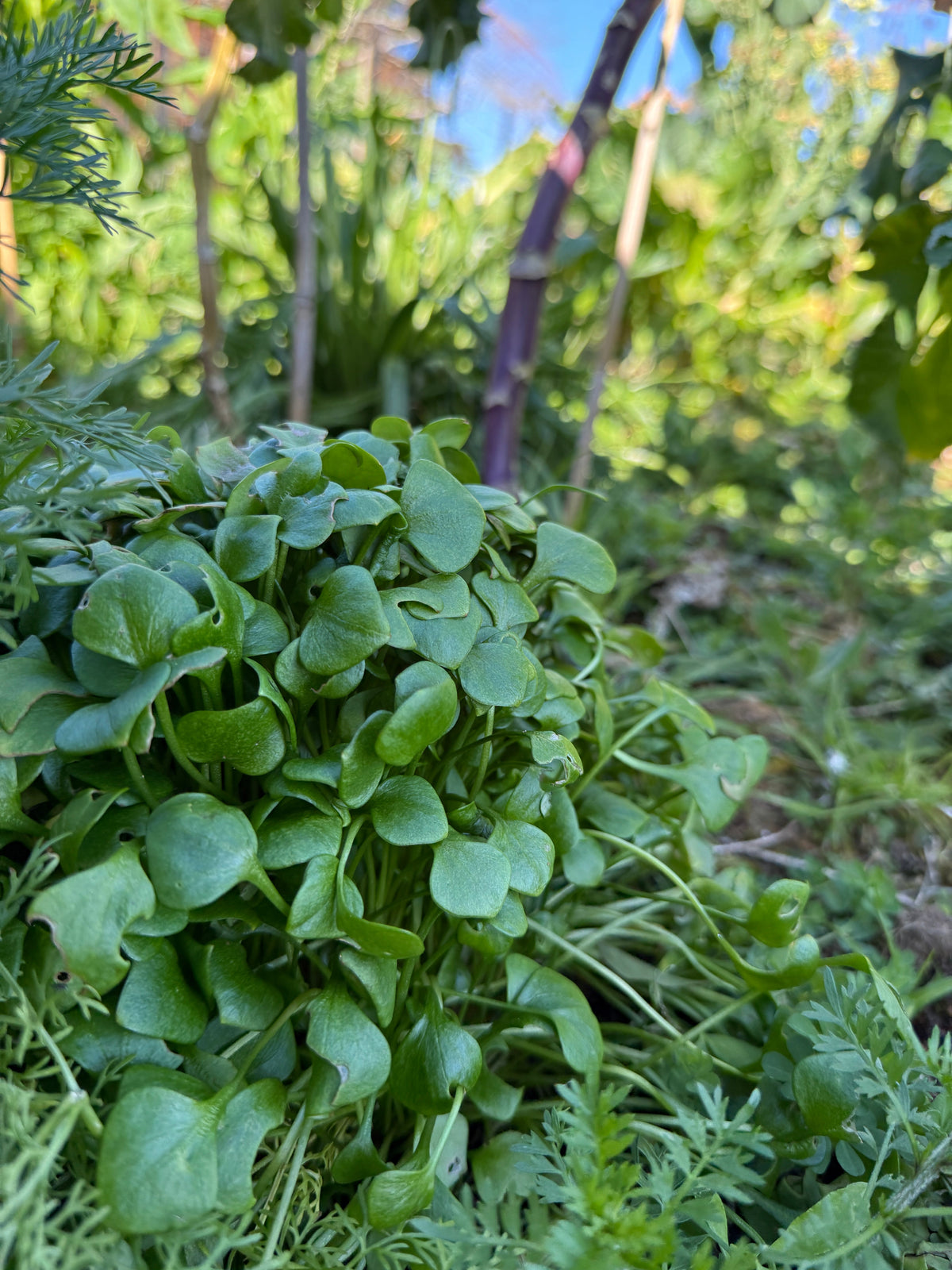 Leafy Greens