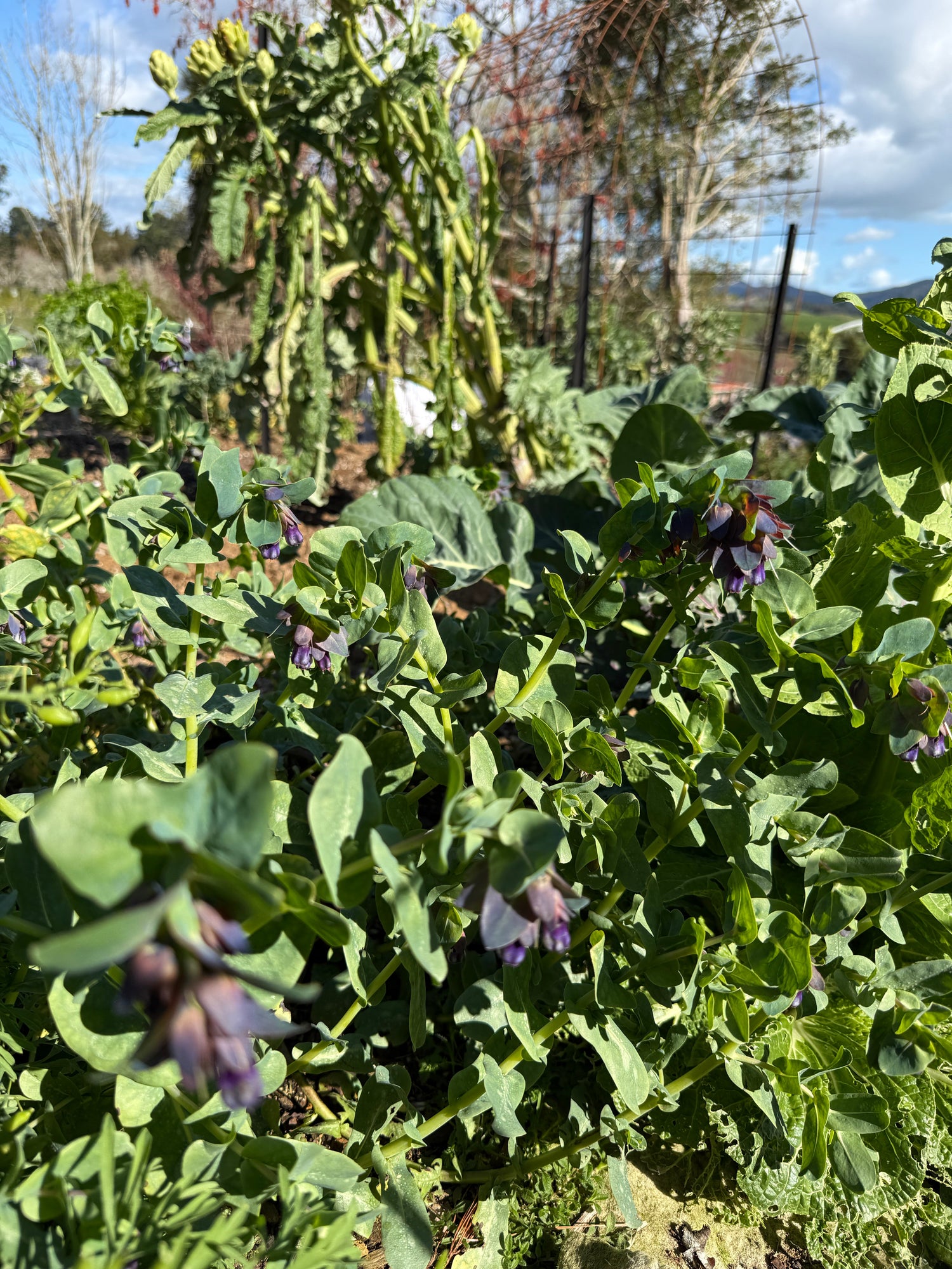 Spring Potager Garden Collection