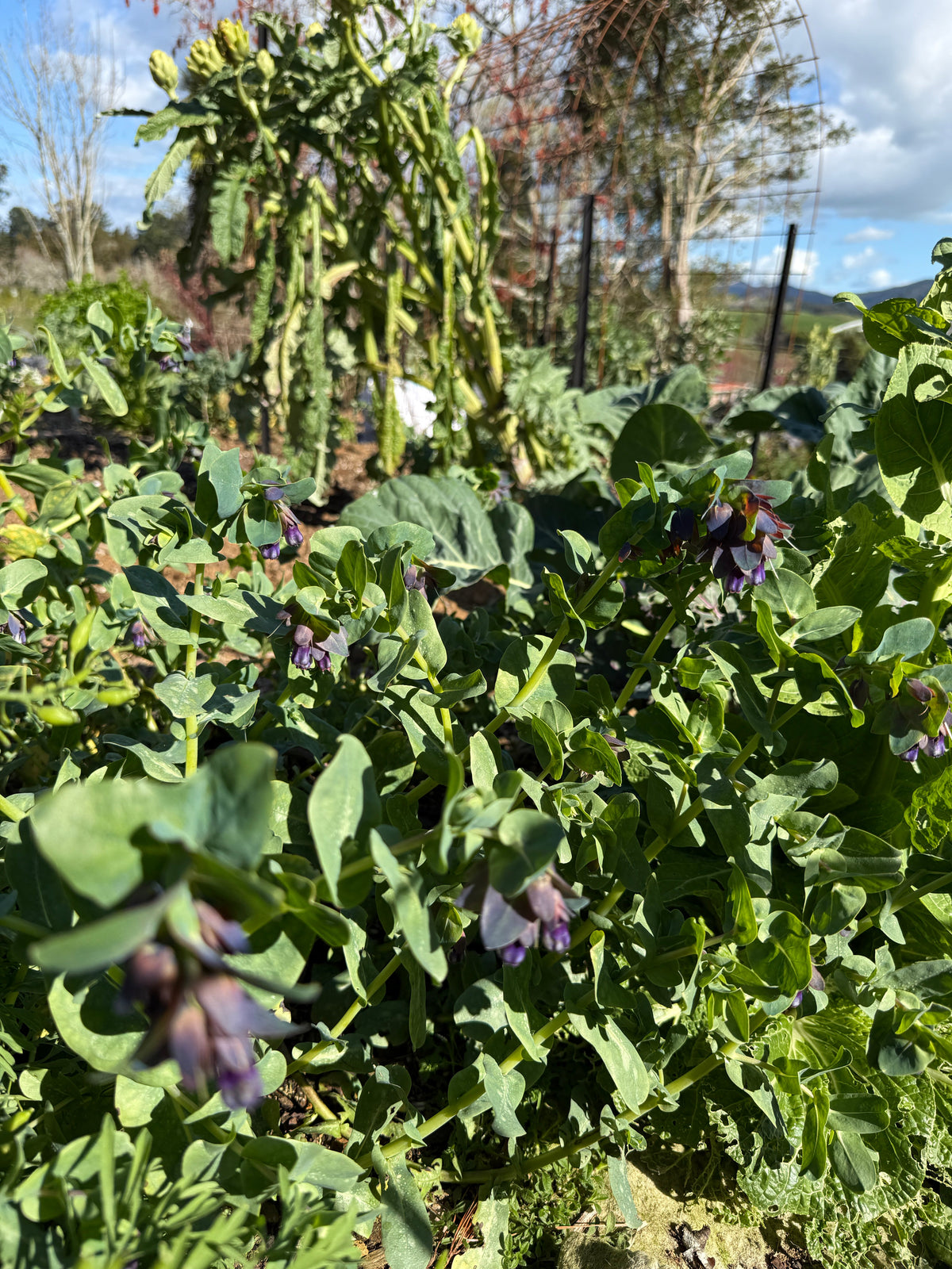 Spring Potager Garden Collection