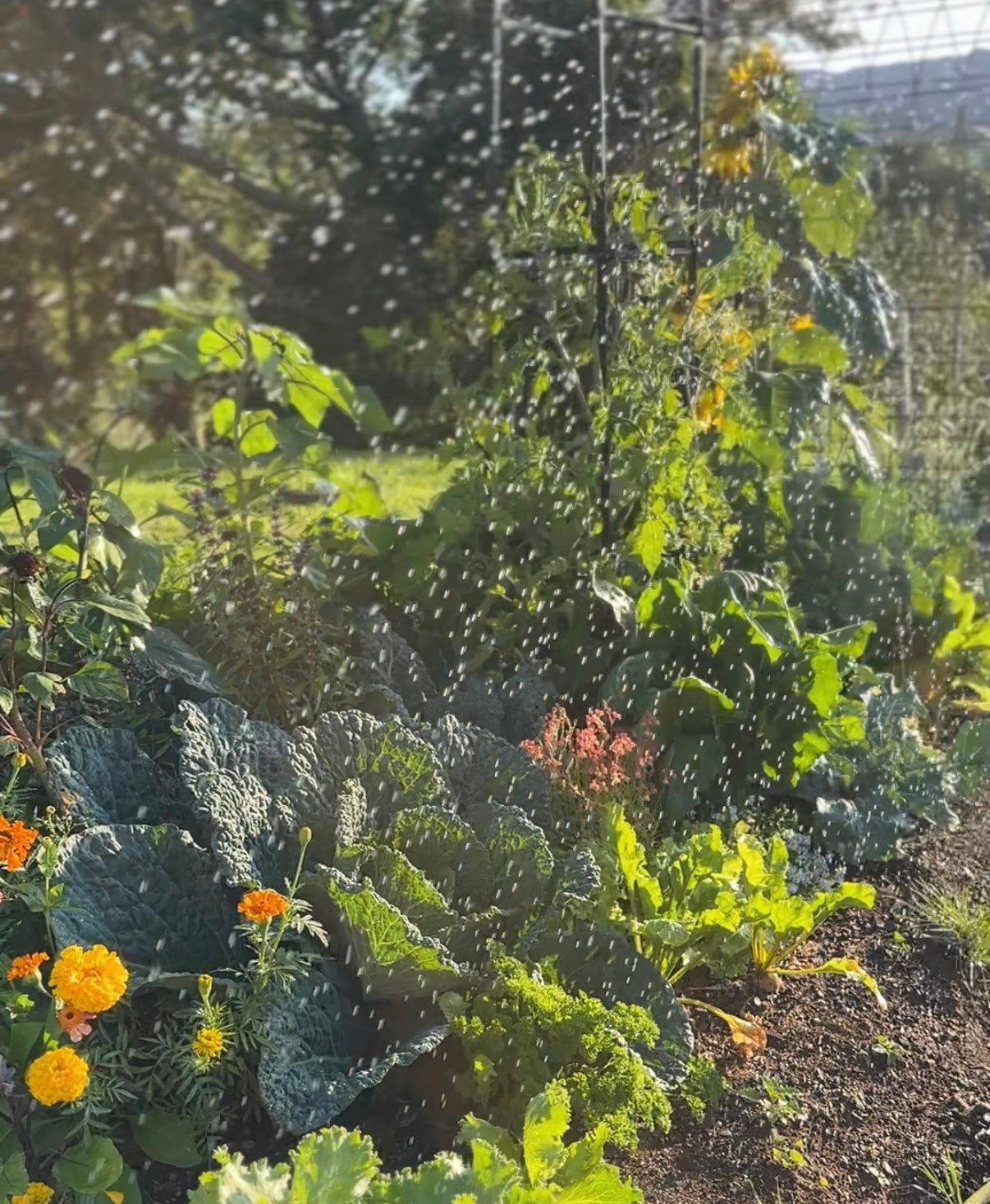 Autumn Potager Collection