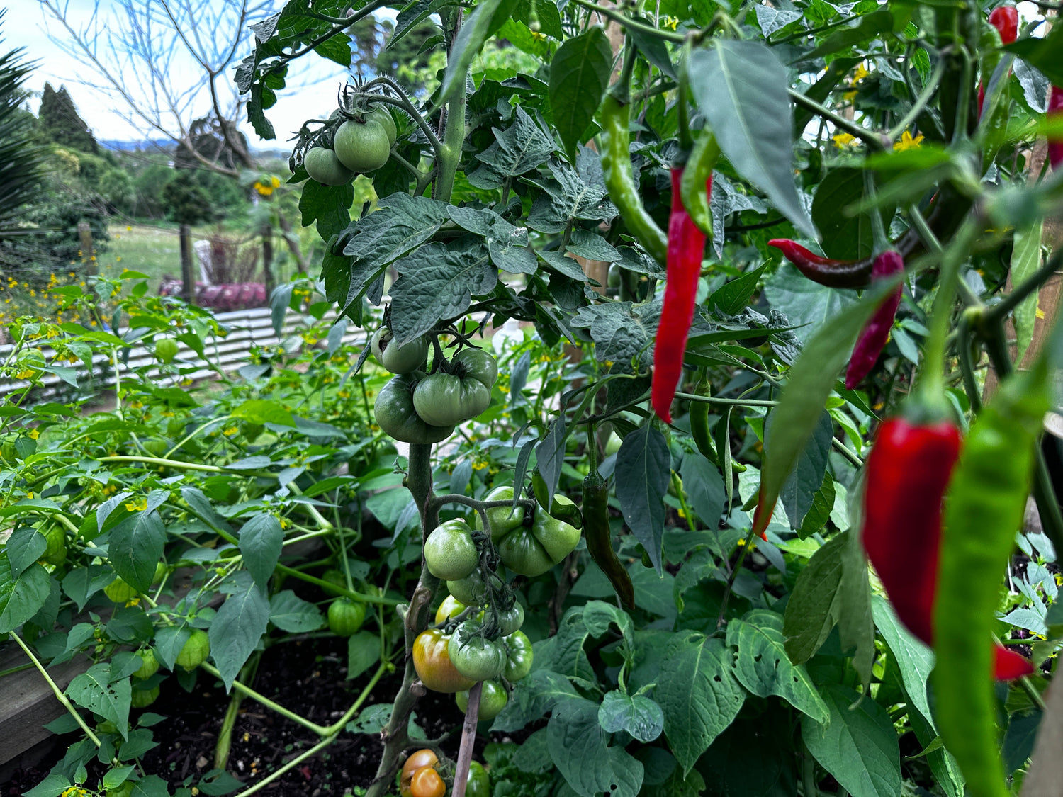 Summer Potager Garden Collection