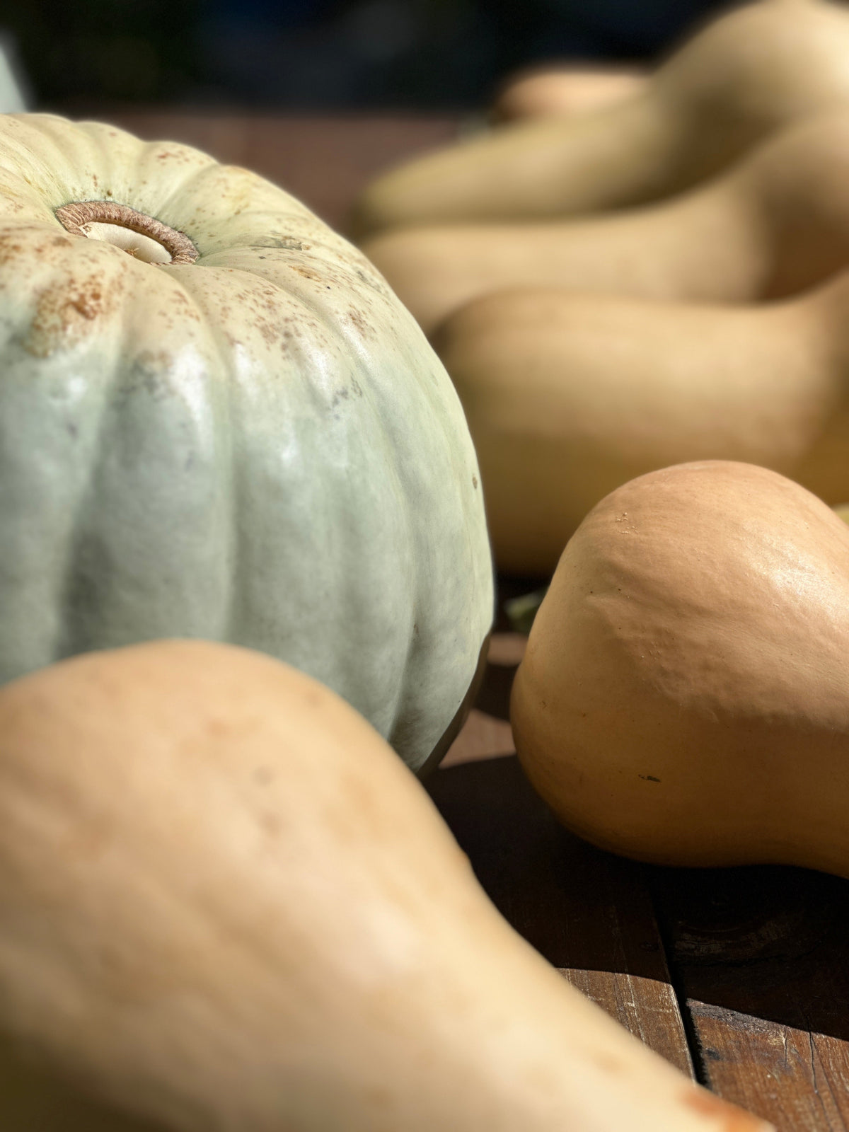 Cucumbers, Zucchini Pumpkin & Squash