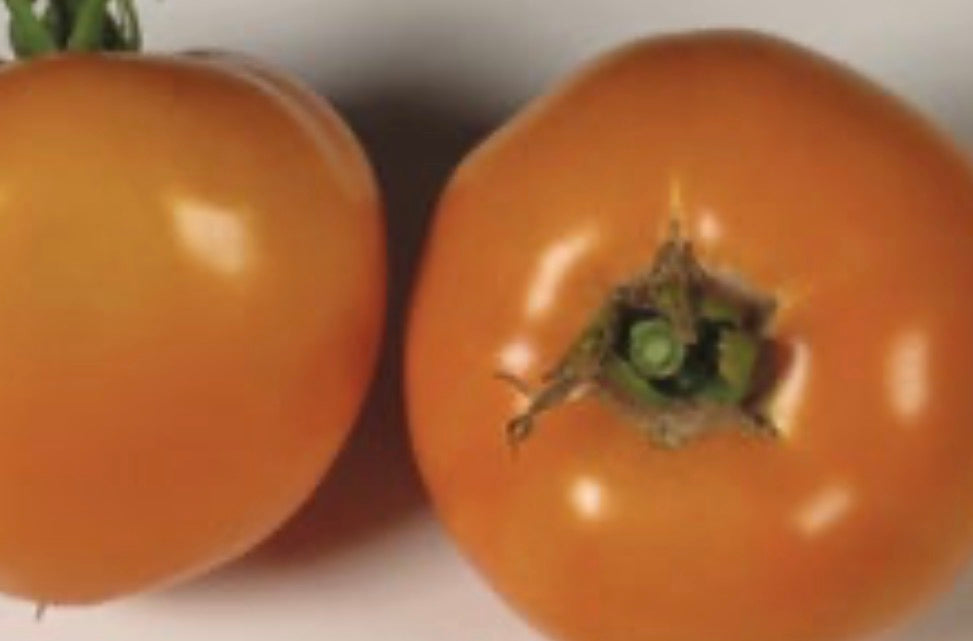 Wally's Spanish Tomato