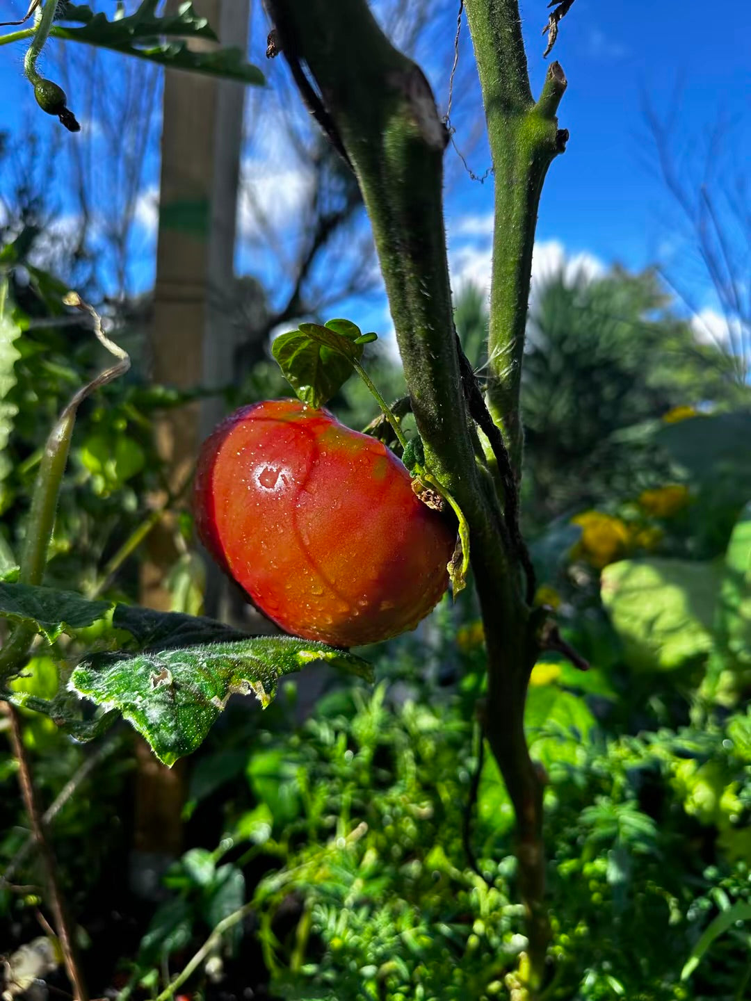 Cuore di Toro ( Bull’s Heart)  Tomato