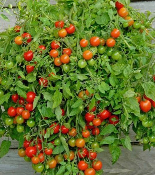 Topsy Tom Tomato
