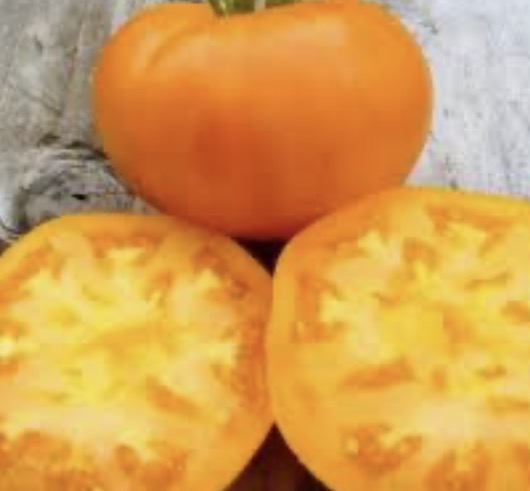 Amish Orange Sherbet Tomato