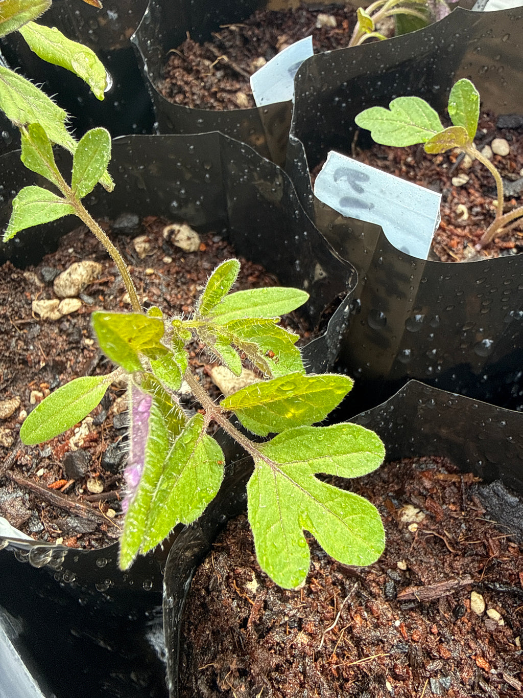 Matt's Wild Cherry Tomato