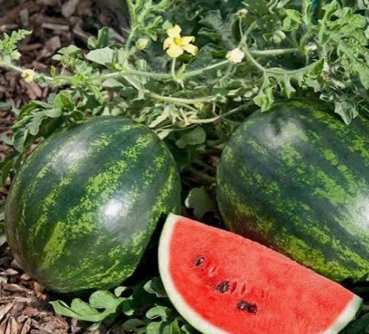 Sugar Baby Watermelon