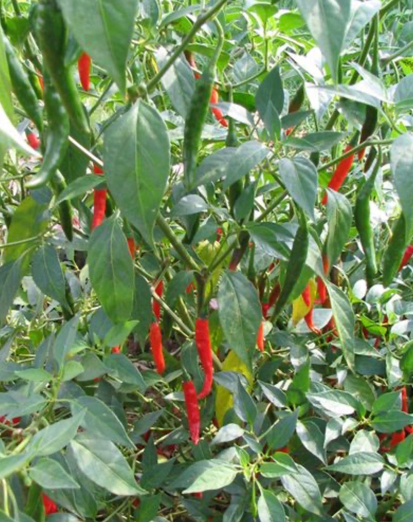 Cayenne Flame Chilli