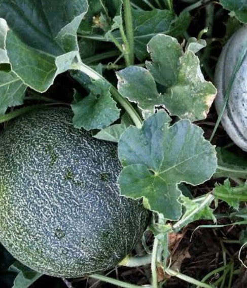 Melon Pride of Wisconsin