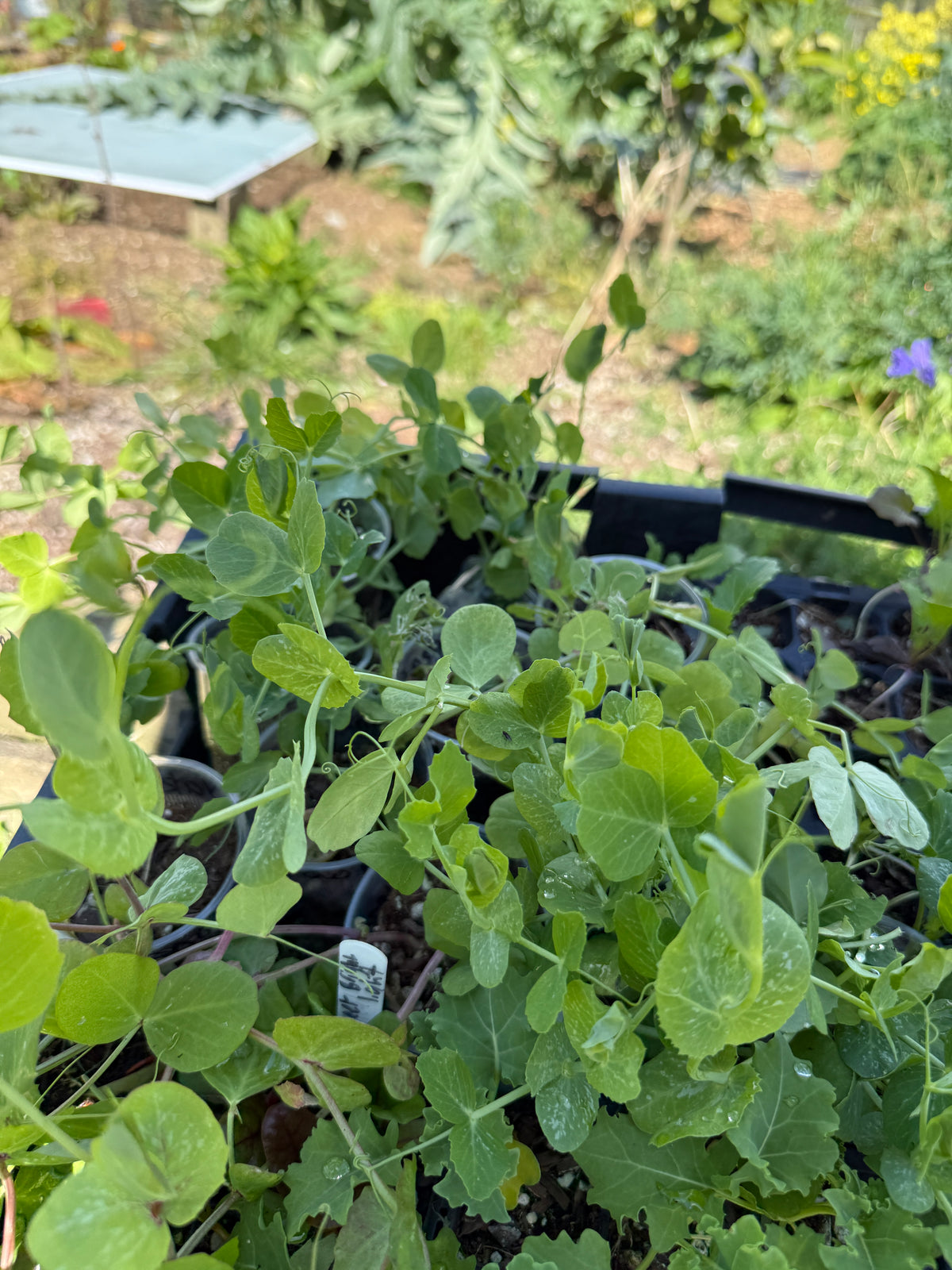 Snow Pea Yakumo Giant