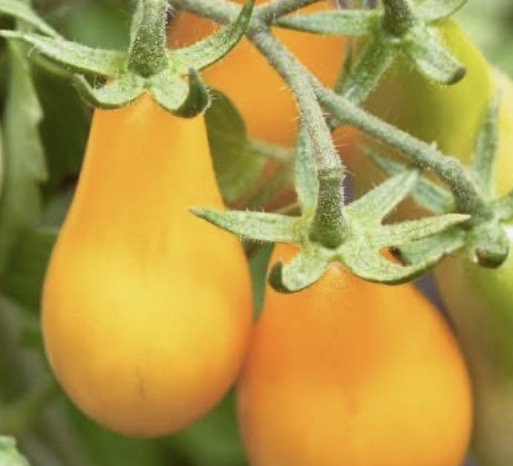 Yellow Pear Cherry Tomato