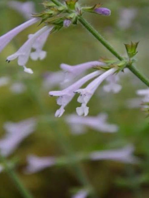 Salvia Good Hope