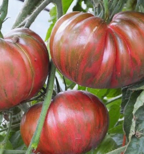 Pink Berkeley Tie-Dye Tomato