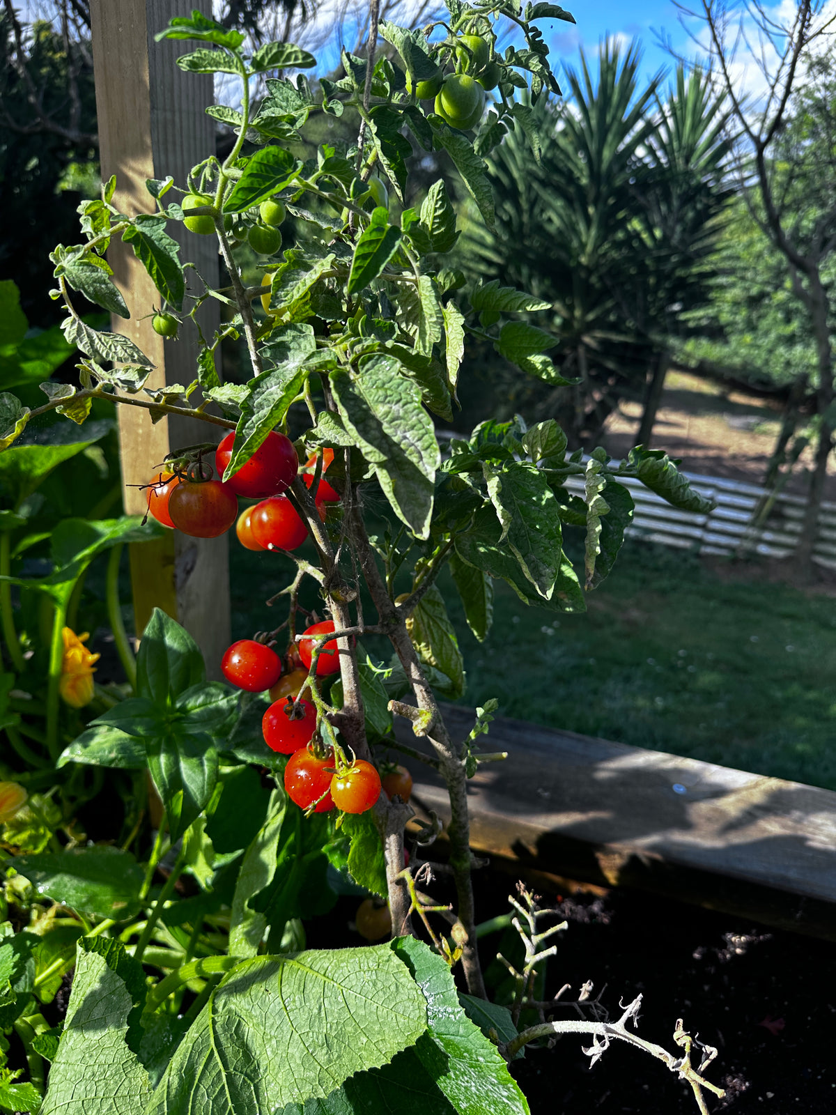 Baxter's Early Bush tomato plant heavily laden with ripening fruit at A Garden Between