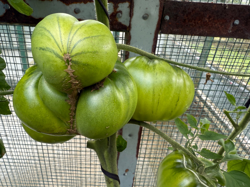 Black Krim cluster on the vine at A Garden Between 