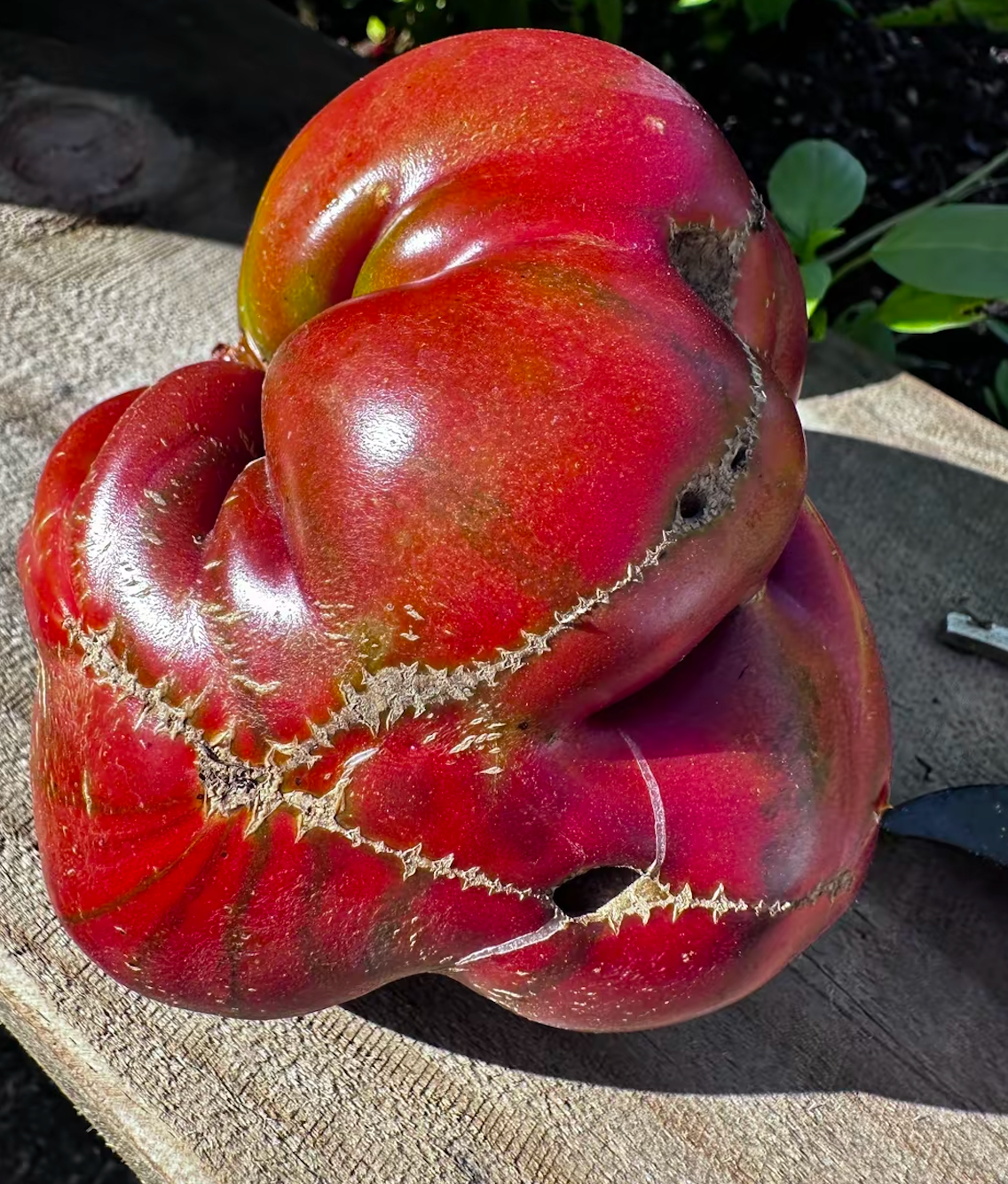Ripe Black Krim tomato grown at A Garden Between
