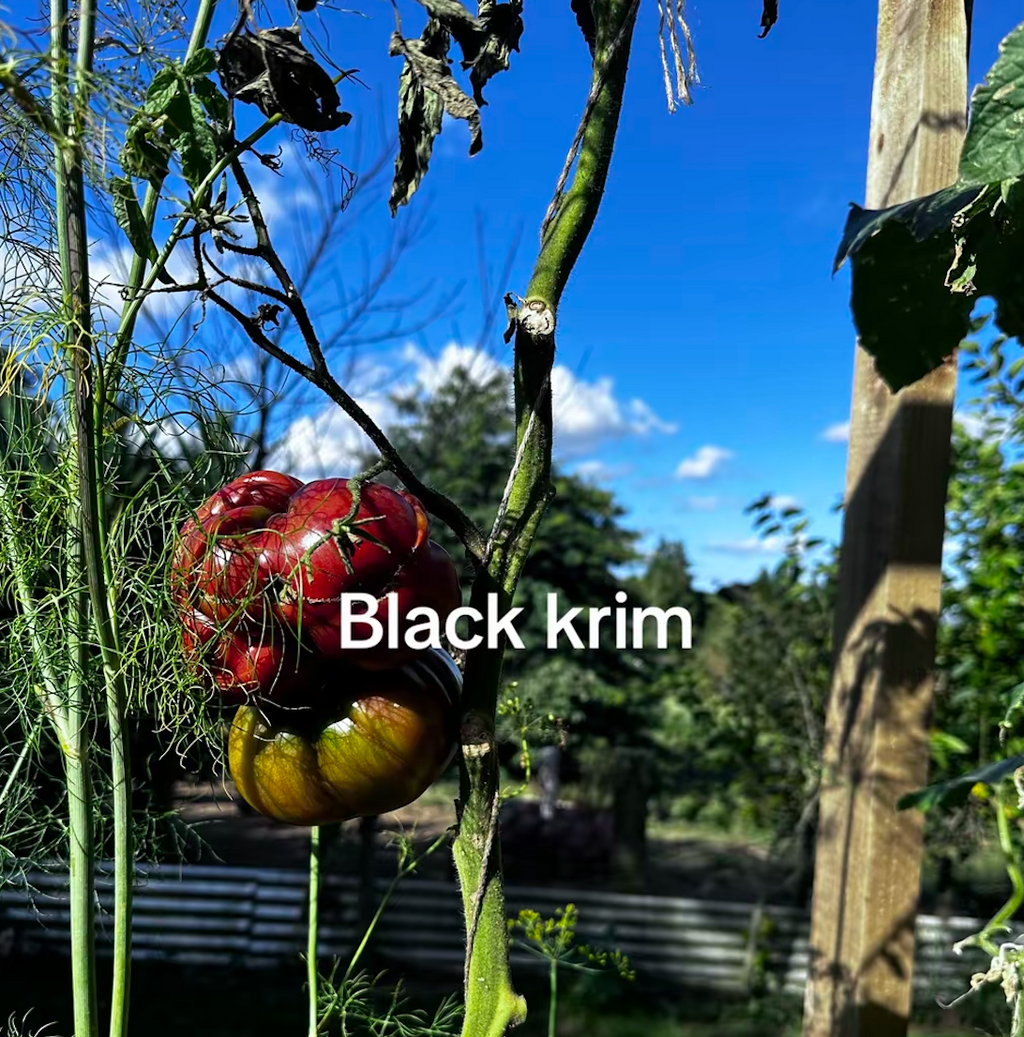 Black Krim tomatoes ripening on the vine at A Garden Between