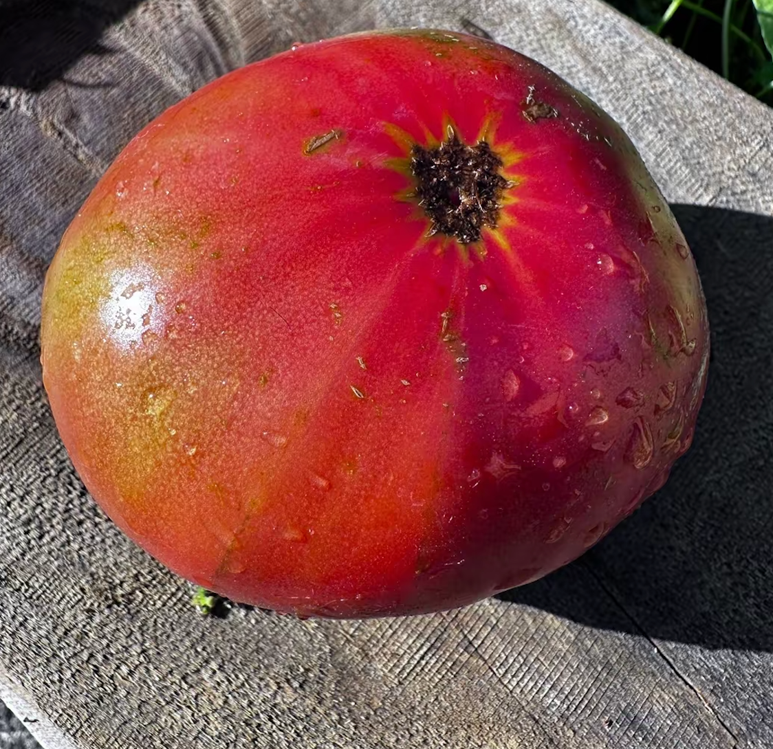 Ripe Brandywine Pink beefsteak tomato grown at A Garden Between