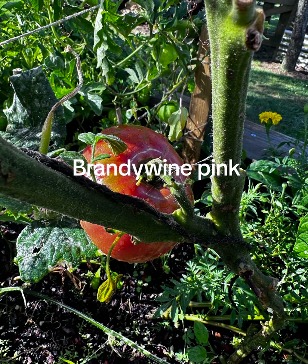 Brandywine Pink tomatoes ripening on the vine at A Garden Between