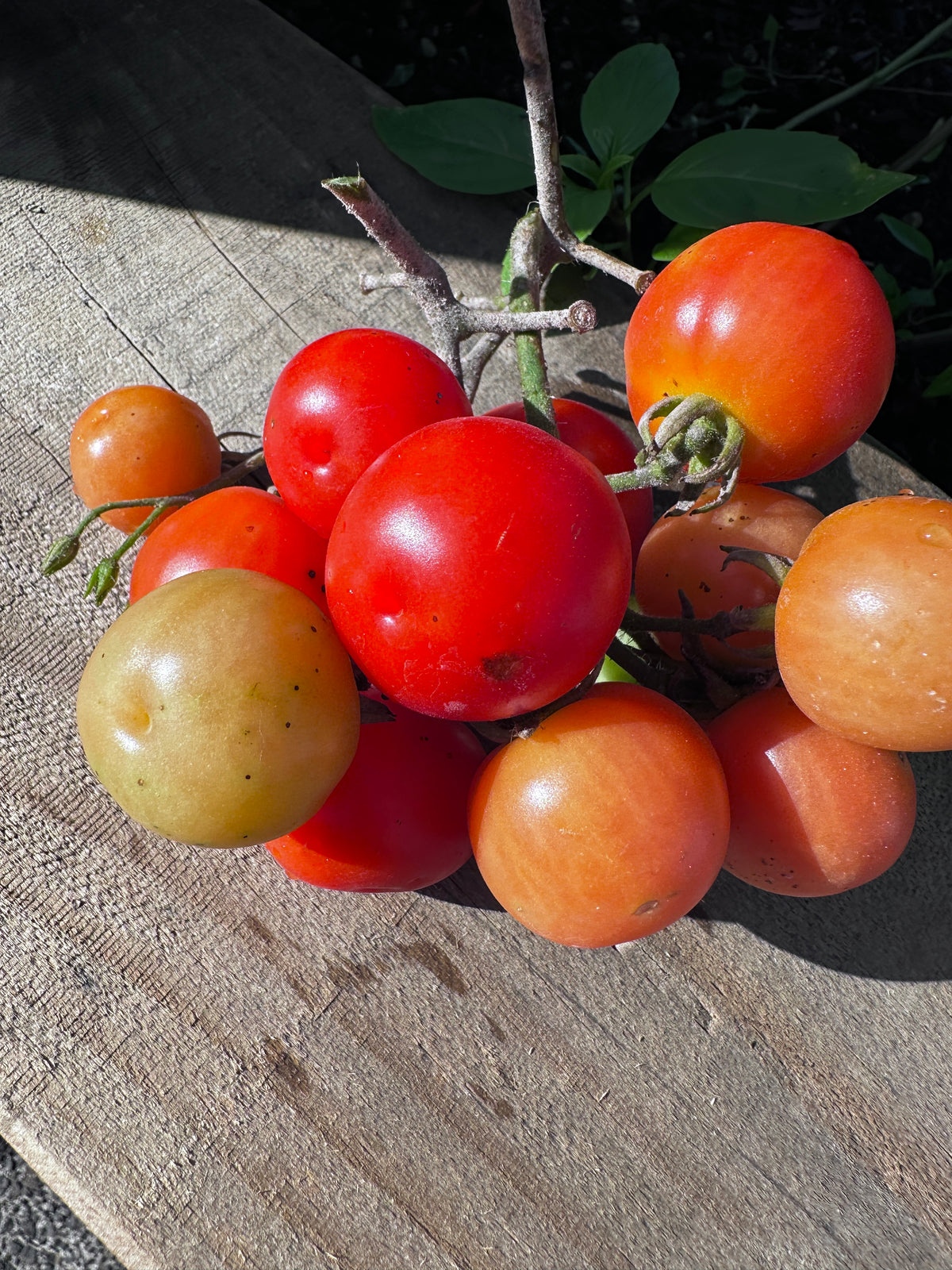 Sub Arctic Plenty Tomato