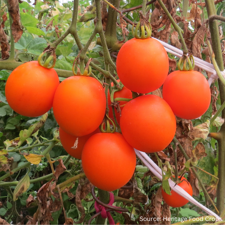 Oley Tomato