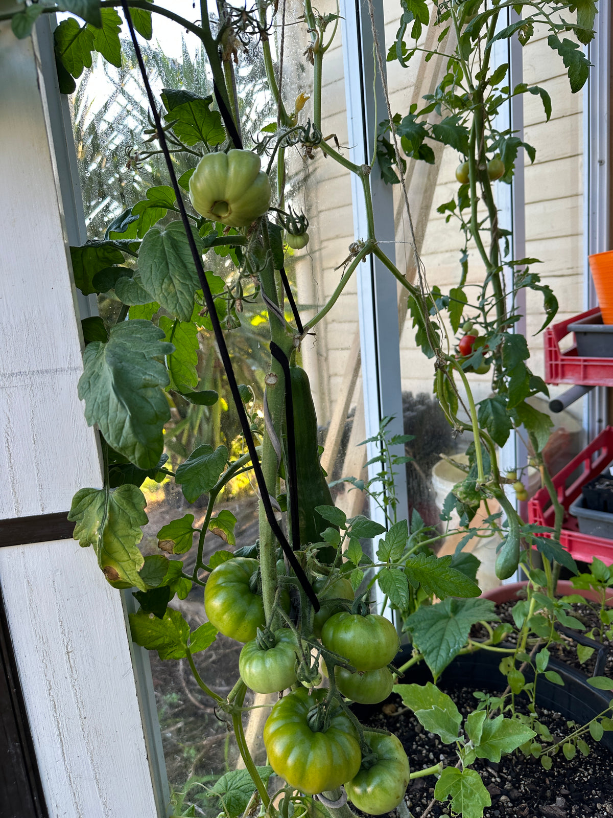 Costoluto Fiorentino Ripening.JPG