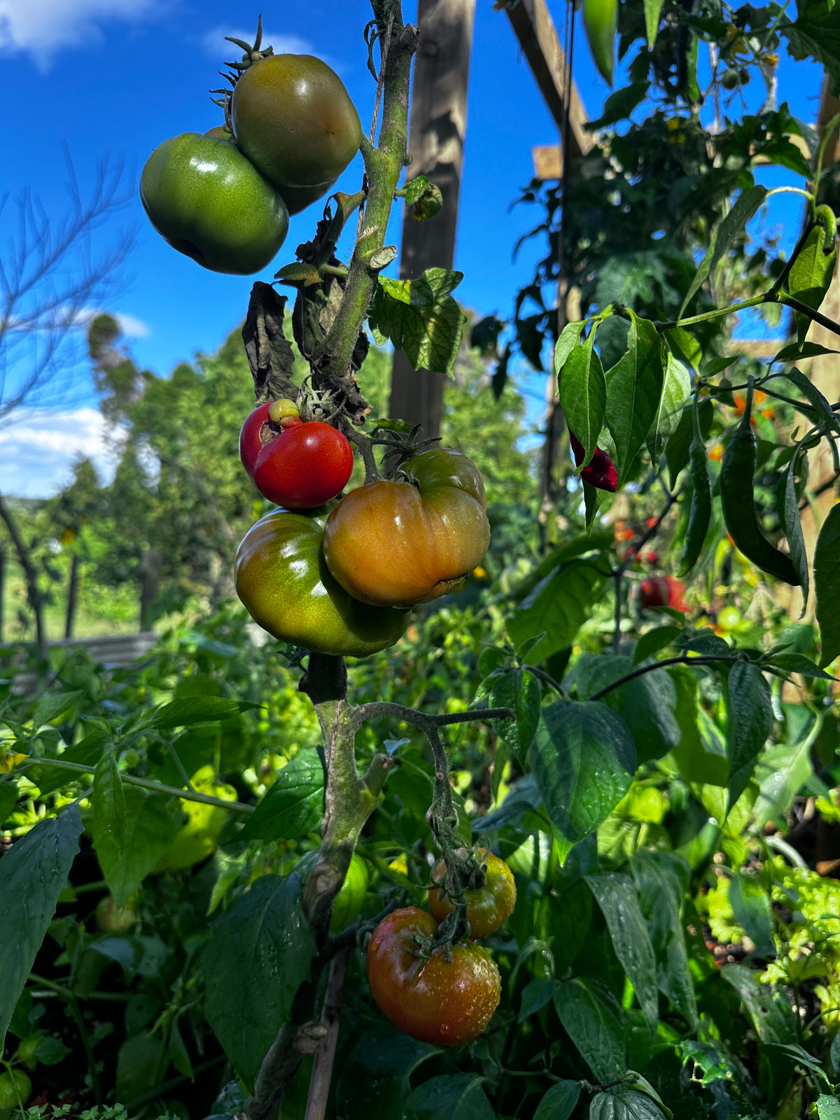 David's Tomato grown at A Garden Between, a family-selected beefsteak tomato