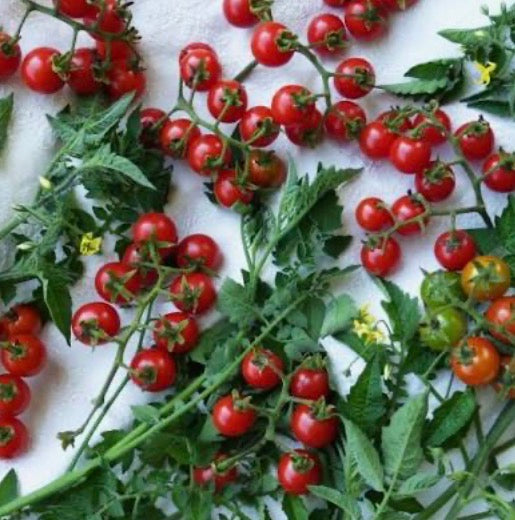 Matt's Wild Cherry Tomato