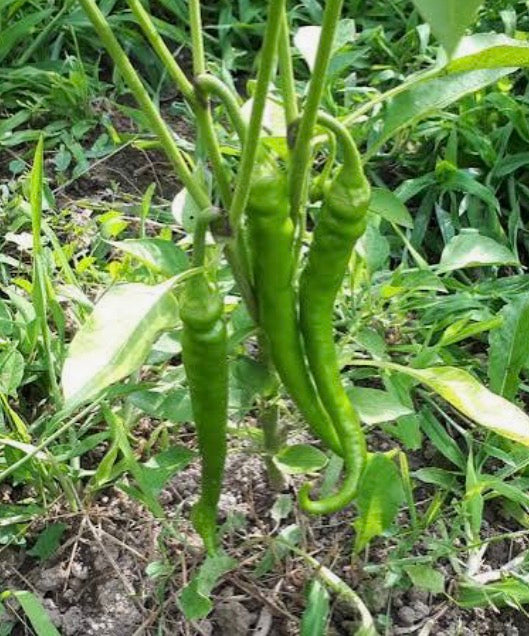 Jo's Long Orange Capsicum