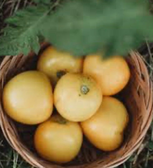 Olga's Round Yellow Chicken Egg Tomato