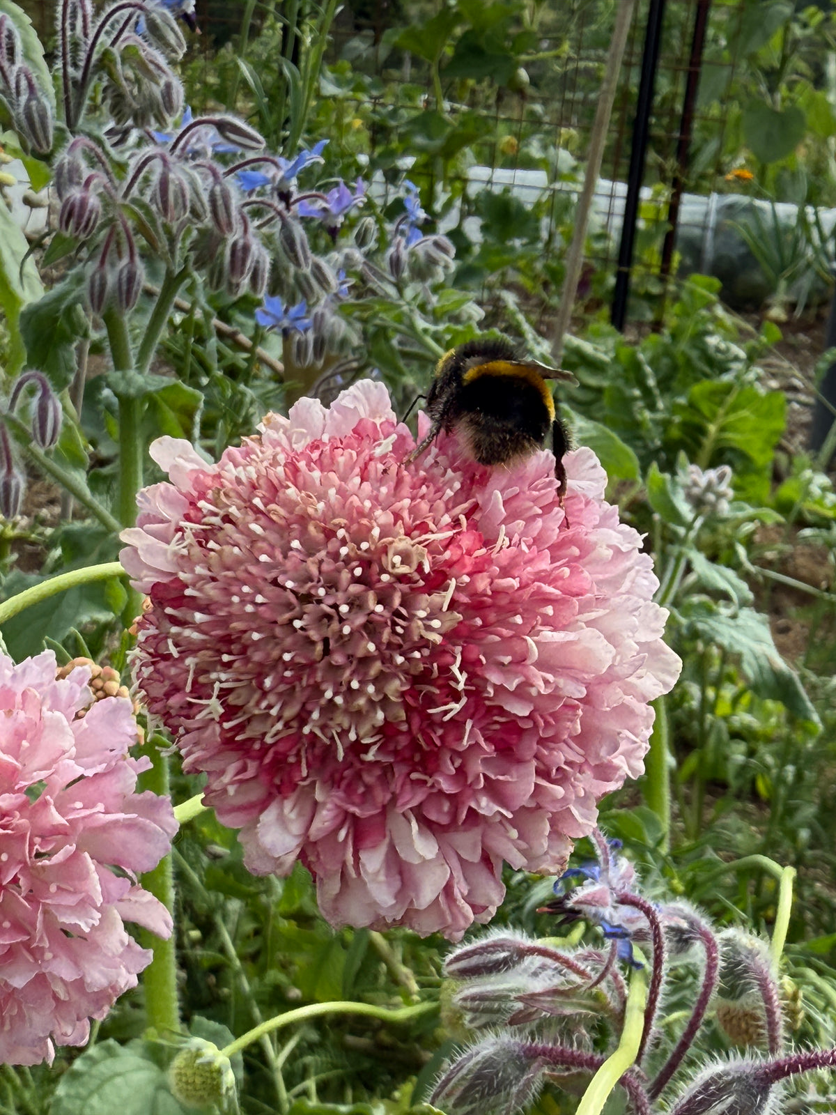 Scabious Mixed
