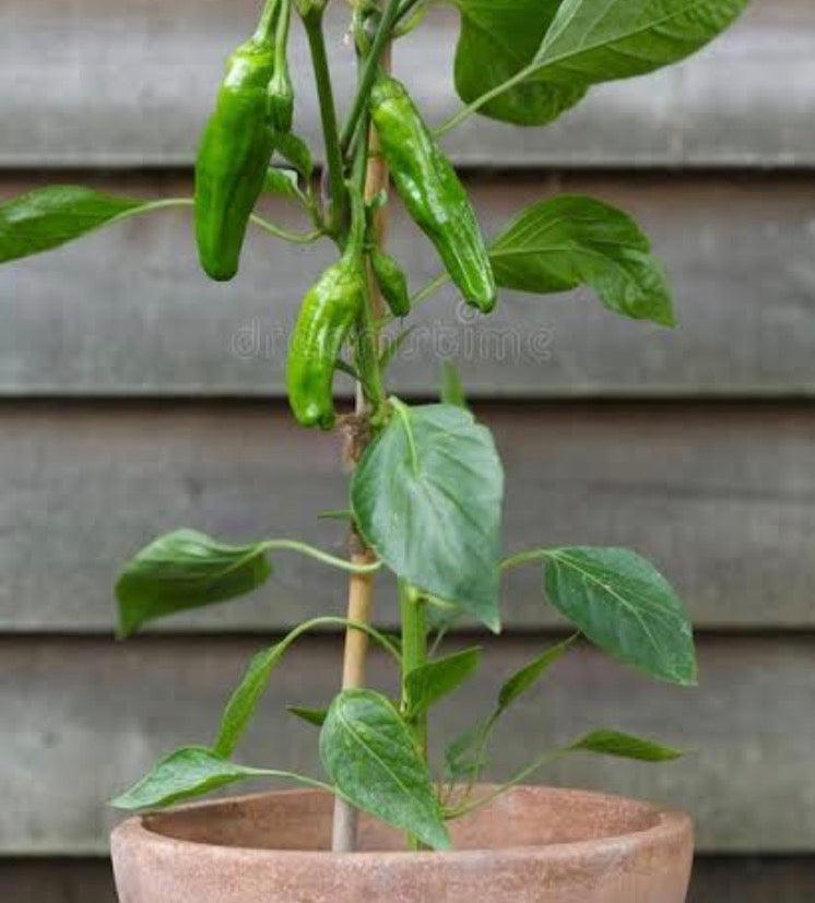 Padrón Chilli