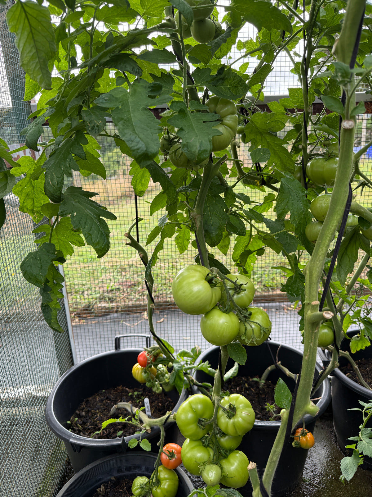 Hillside Stripe tomato developing its striped colouring on the vine at A Garden Between