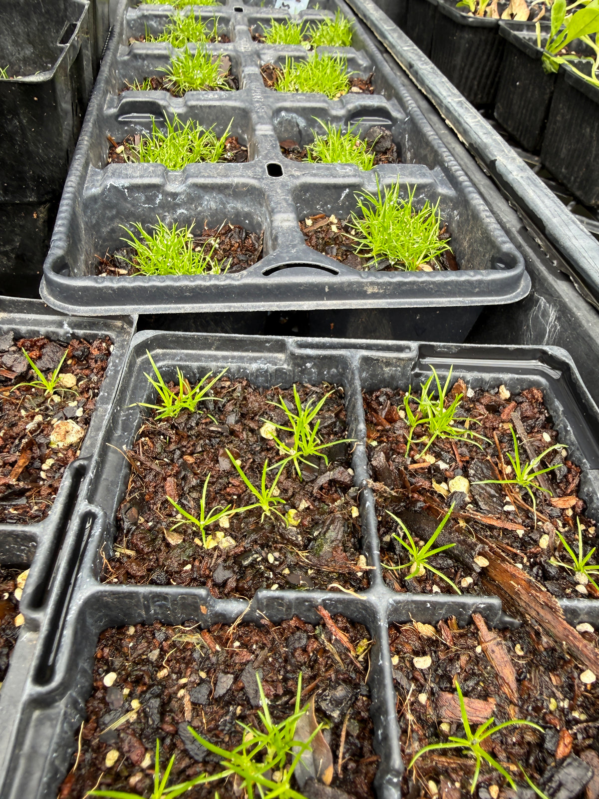 Irish Moss