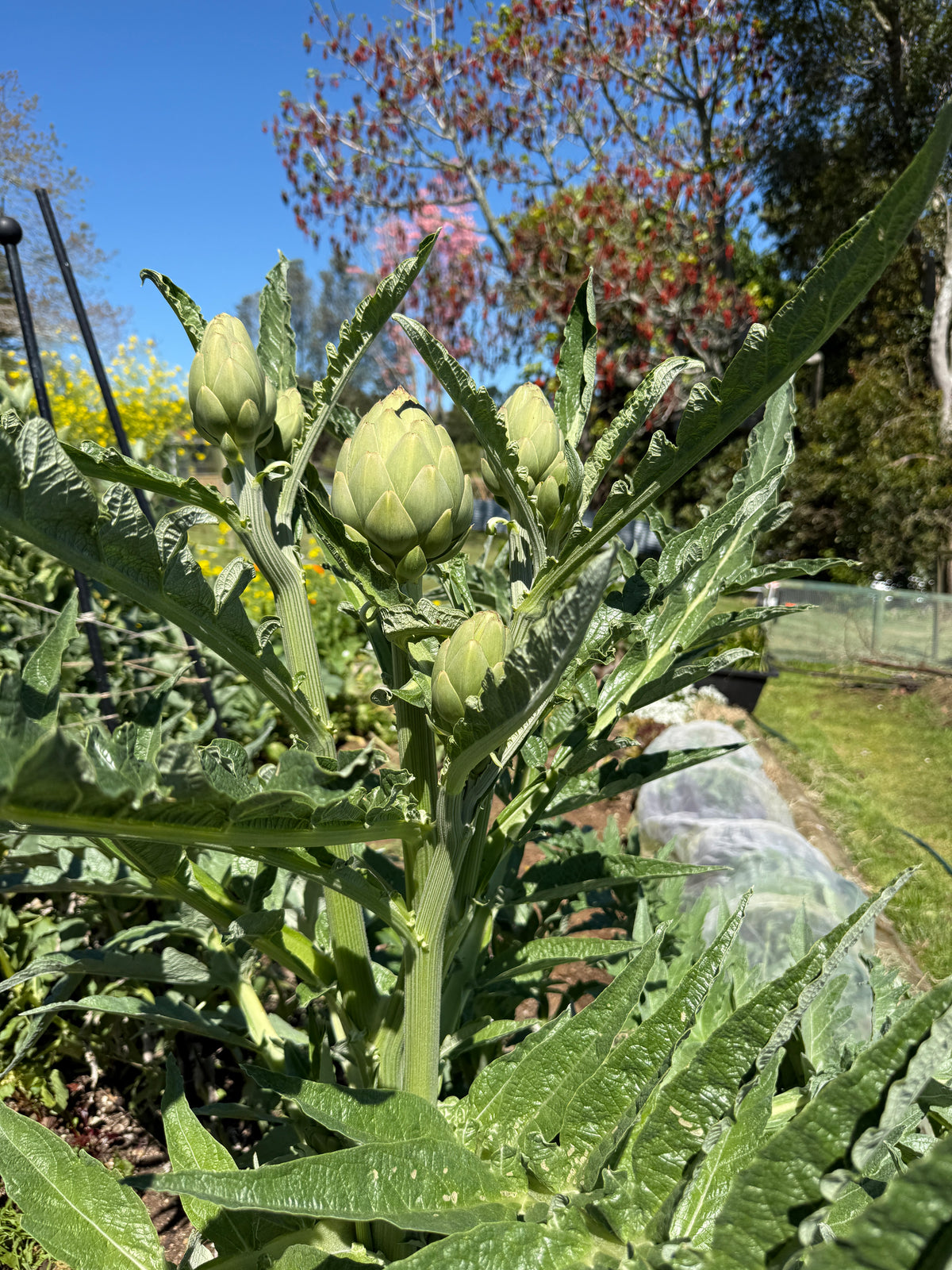 Globe Artichoke ‘Violet de Provence’