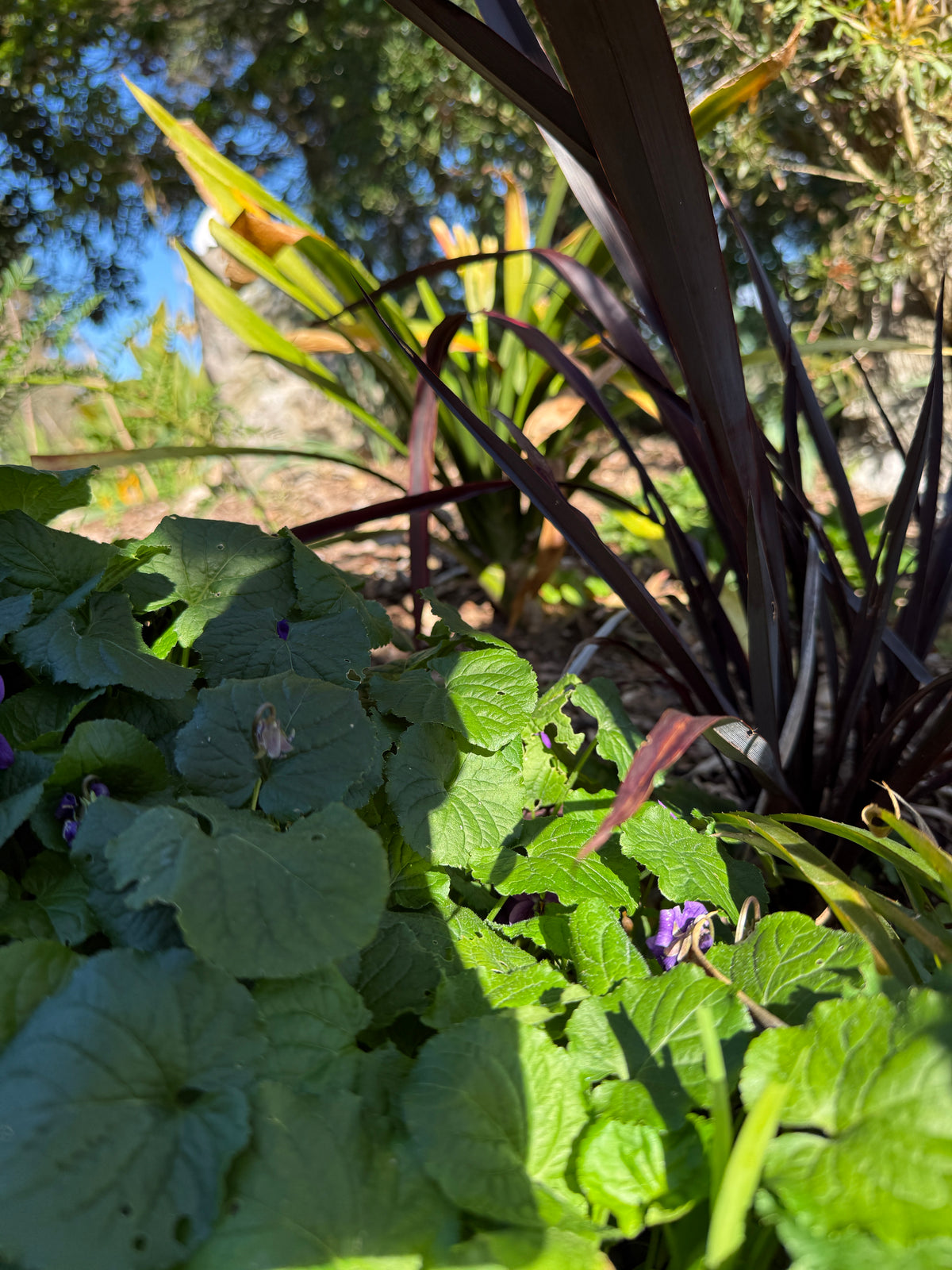English Violet