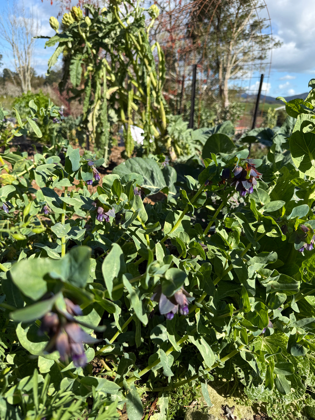 Honeywort 'Pride of Gibralter'