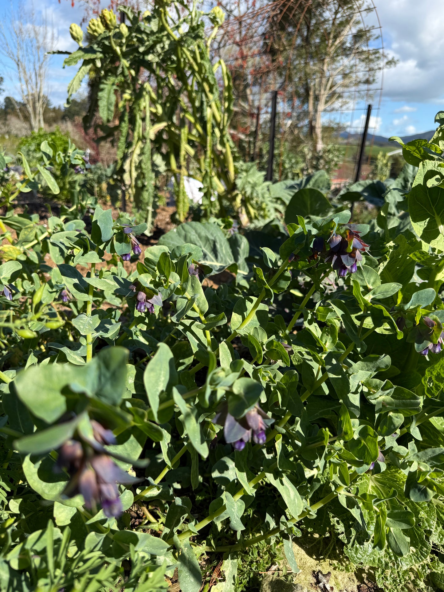 Honeywort 'Pride of Gibralter'