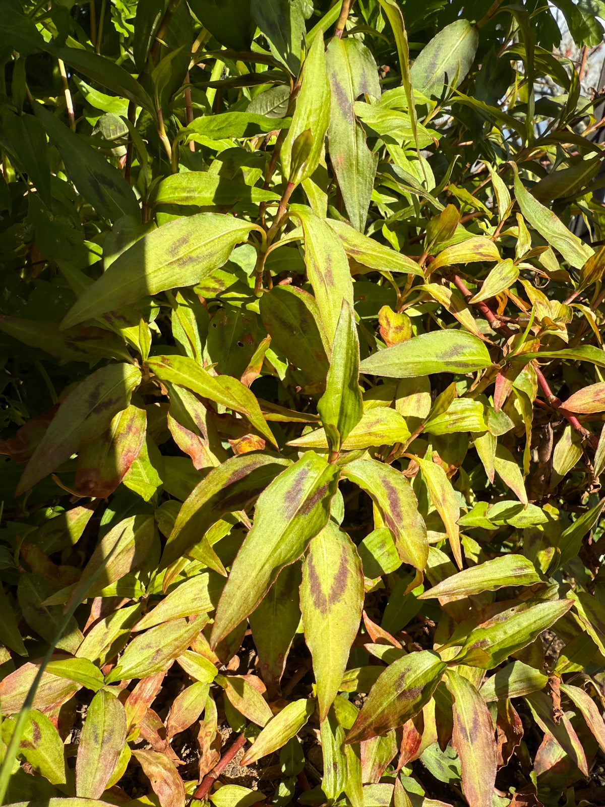 Vietnamese Mint