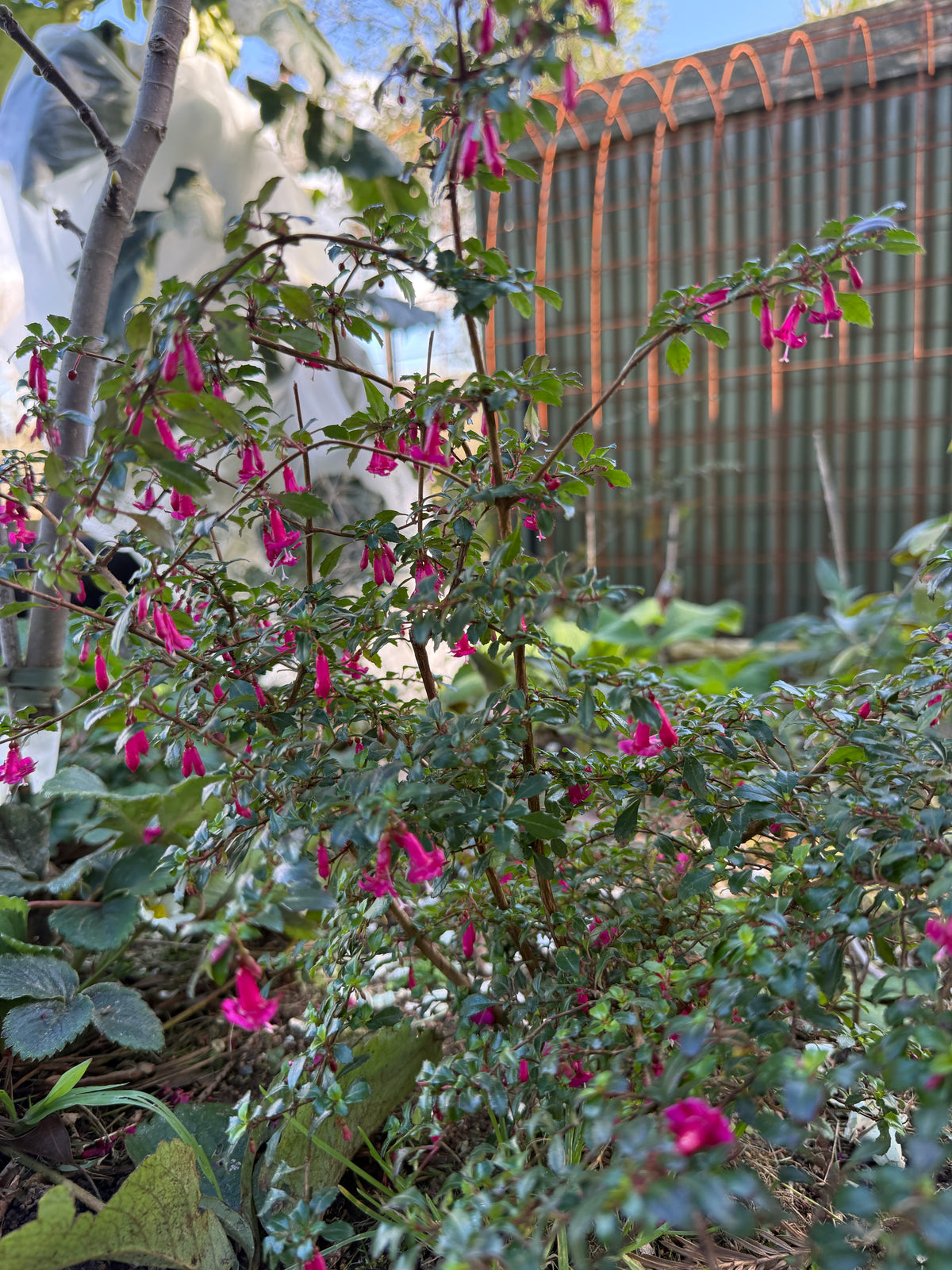 Fuchsia 'Candy Bells'