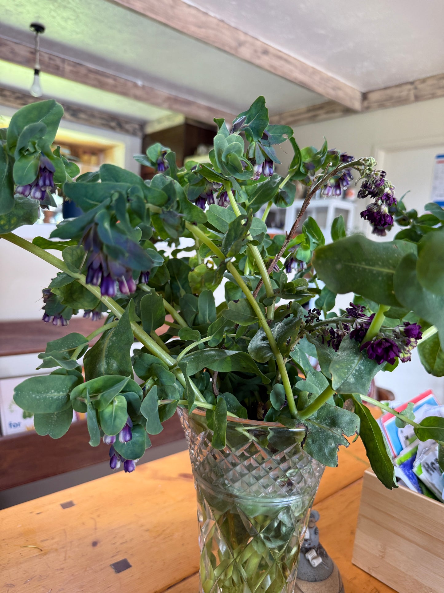 Honeywort 'Pride of Gibralter'