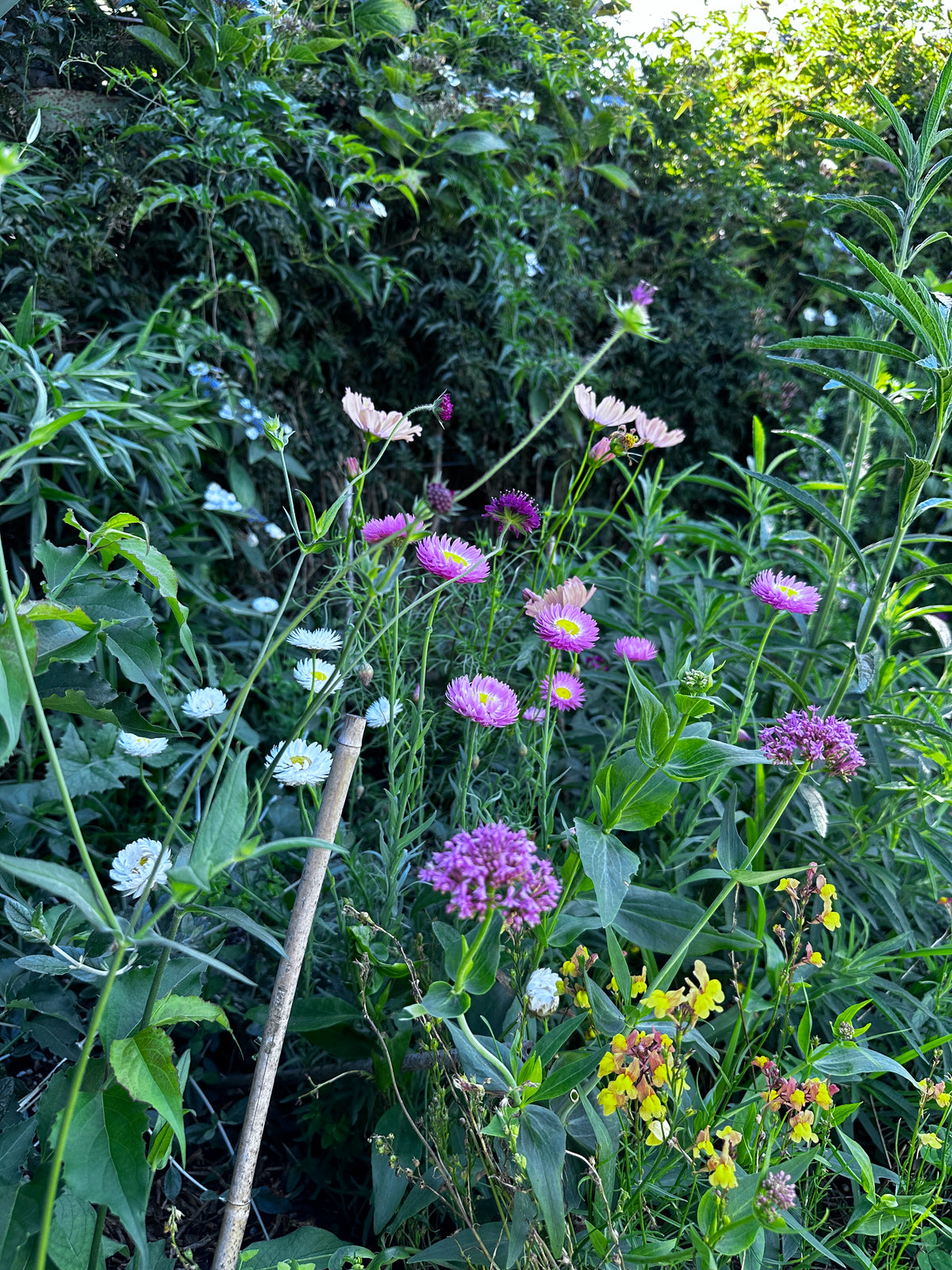 Helipterum Summer Giants- Everlasting Flower