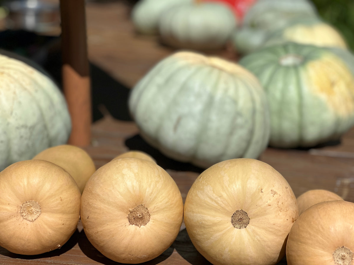 Butternut Squash