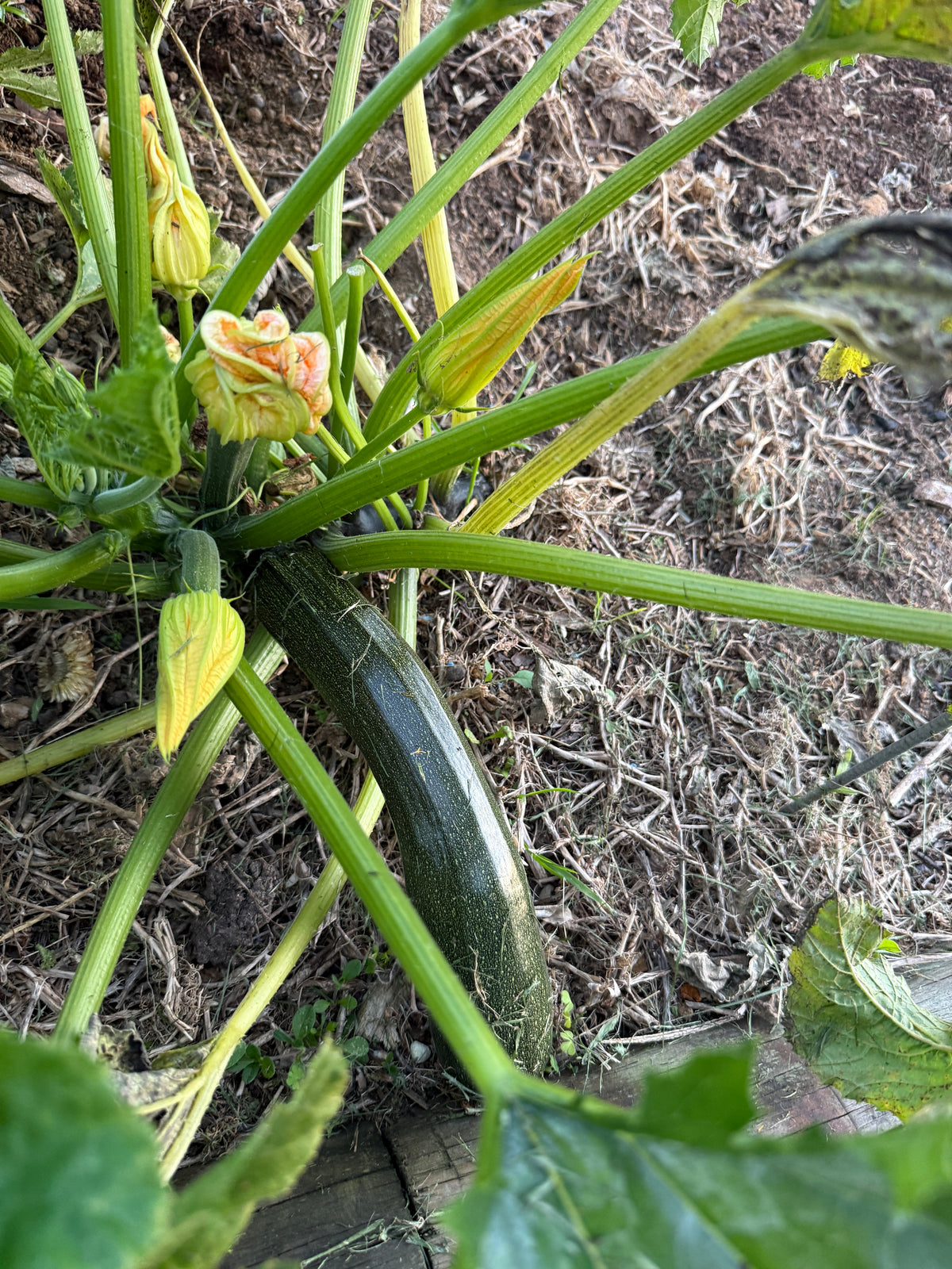 A Black Courgette Growing at A Garden Between
